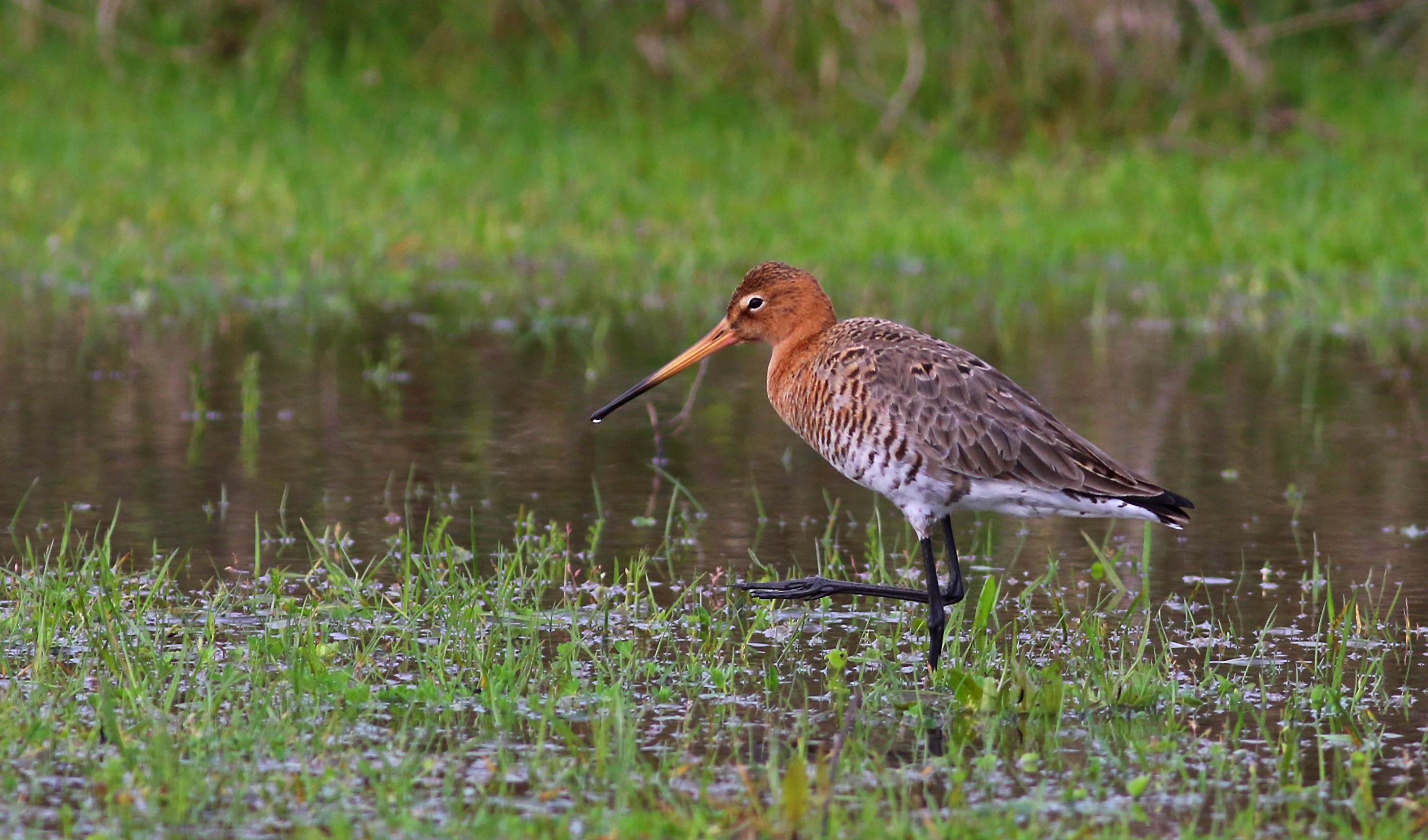 Black-tailed Godwit